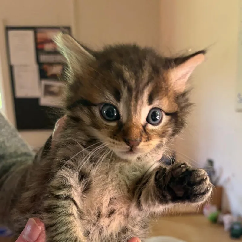 Keekee