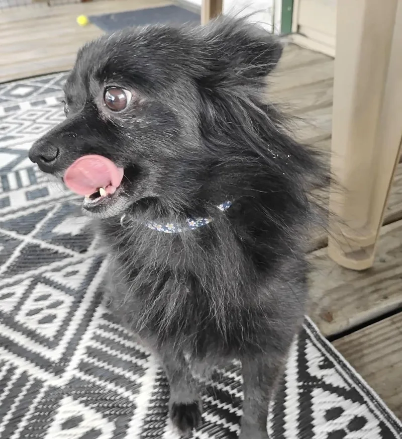 Valentine thumbnail 2