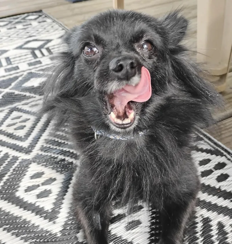 A young small-sized female Black Mixed Breed dog named Valentine for adoption in Maineville, OH