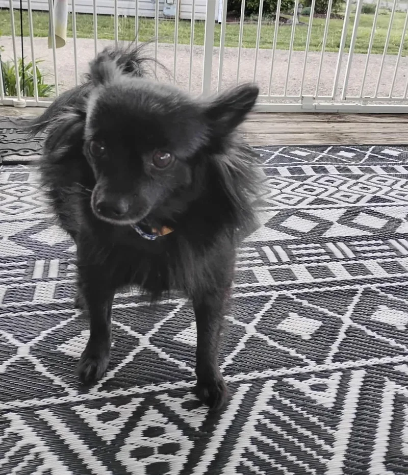 Valentine thumbnail 3