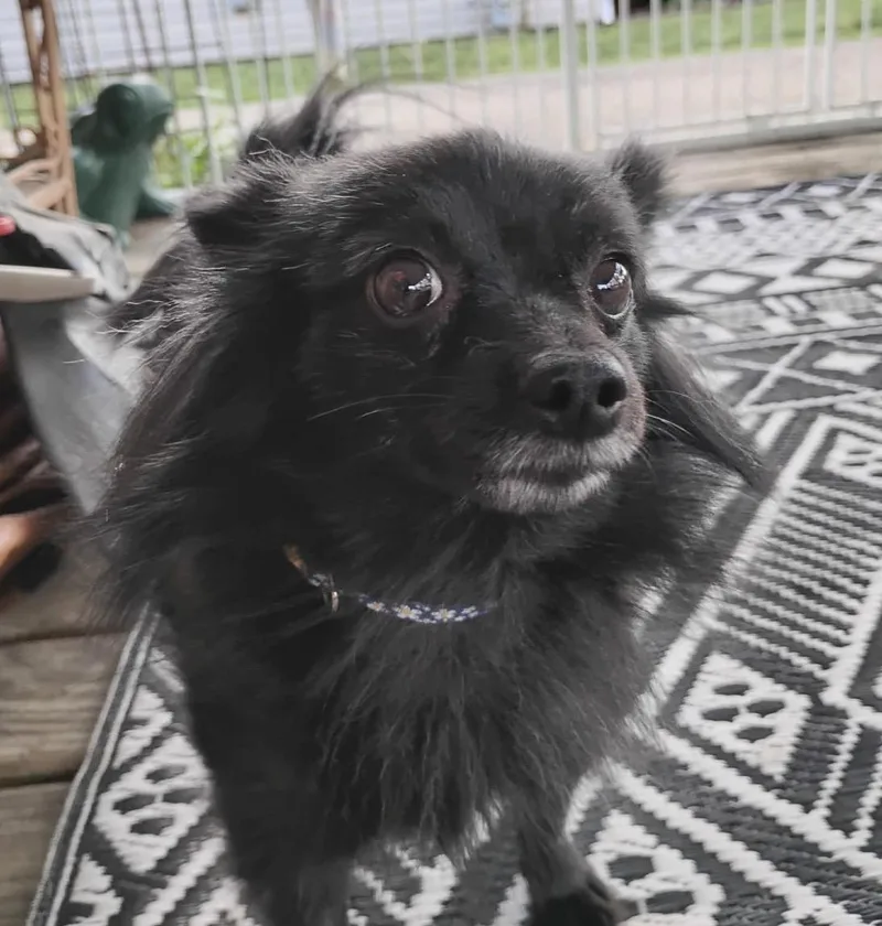 Valentine thumbnail 4