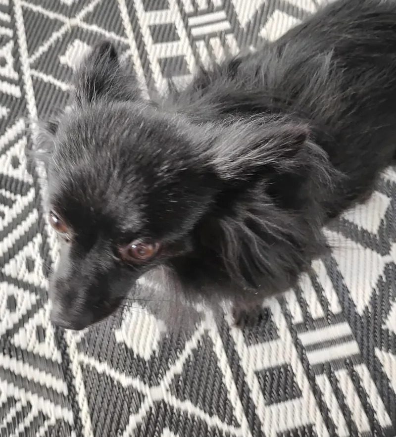 Valentine thumbnail 5