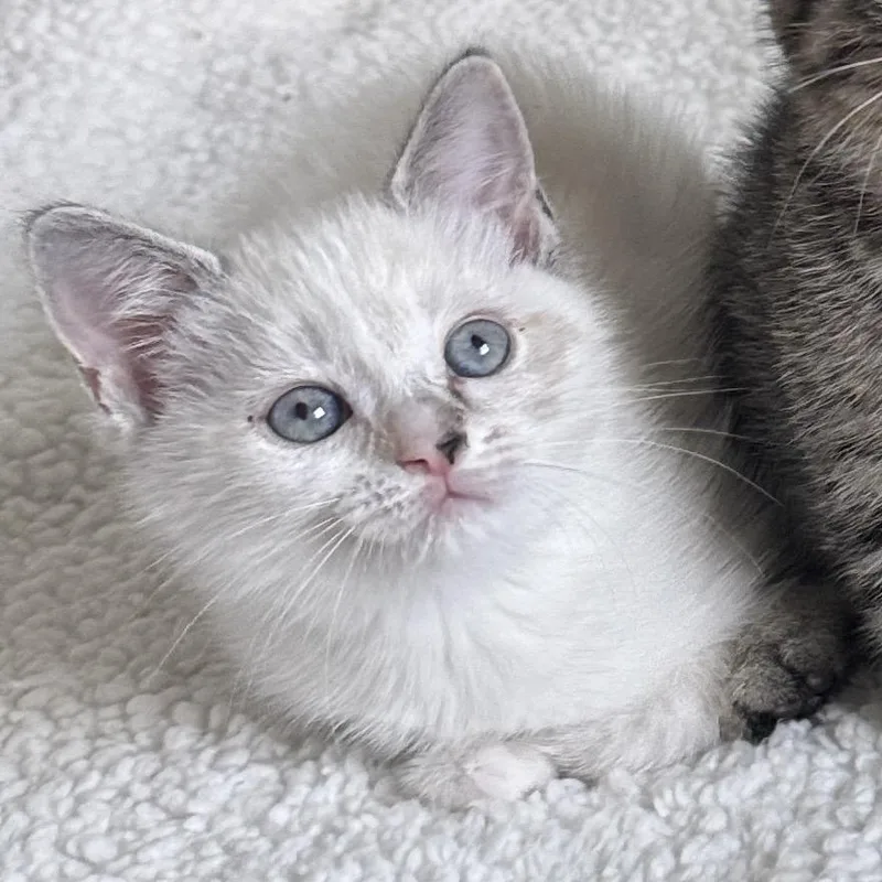 A baby small-sized female White Domestic Short Hair cat named Avenir for adoption in Orlando, FL