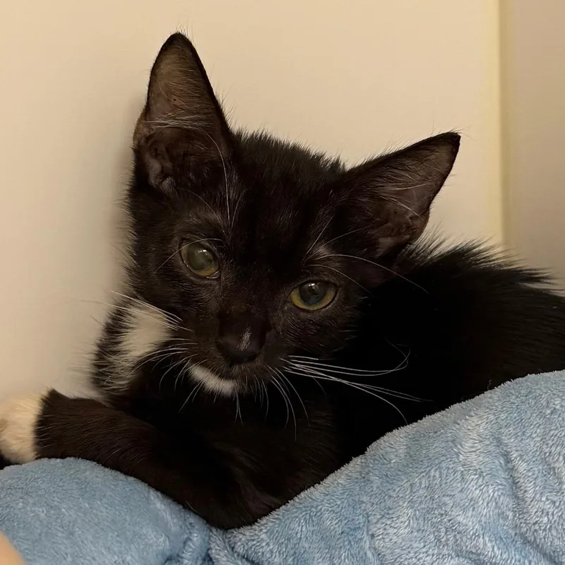 A baby small-sized male Domestic Short Hair cat named McDonald for adoption in West Palm Beach, FL