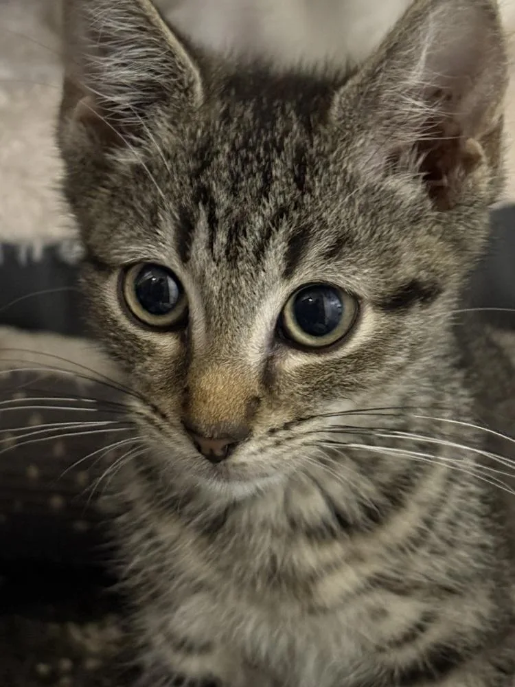 A baby small-sized male Brown / Chocolate Domestic Short Hair cat named Sonny Bono for adoption in Warren, CT