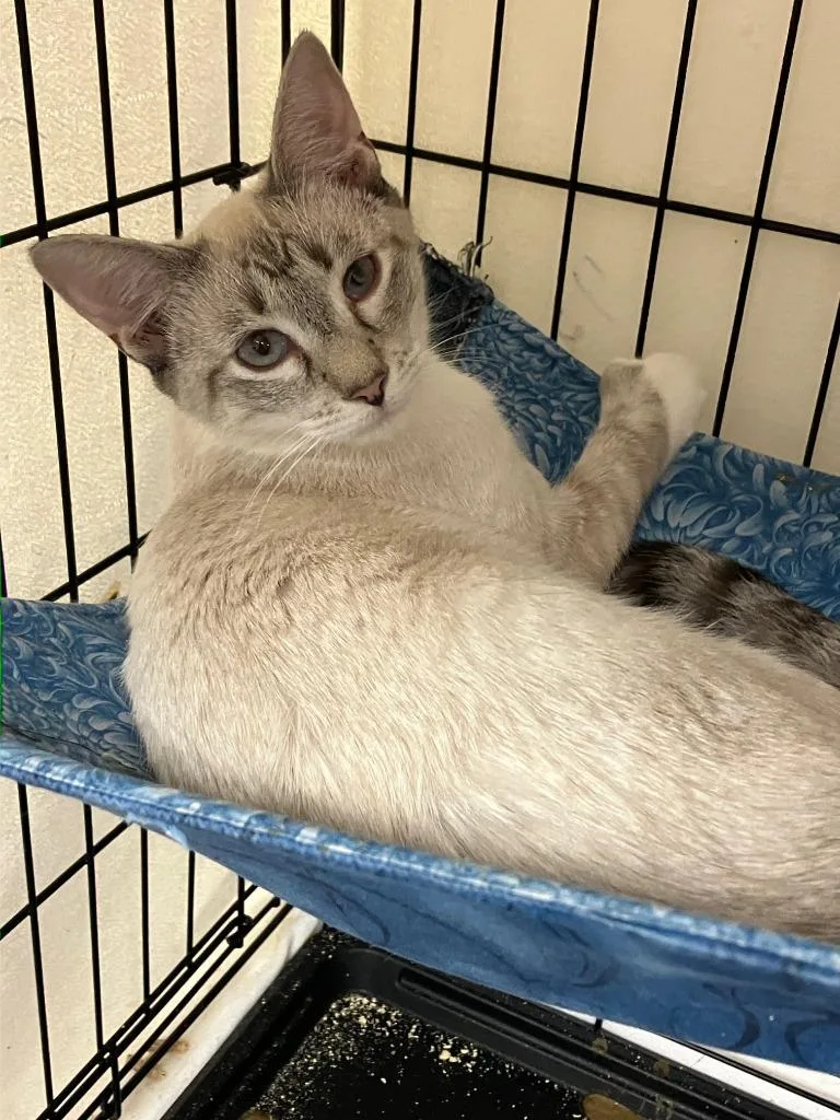 A baby small-sized male Siamese cat named Bradford for adoption in Lunenburg, MA