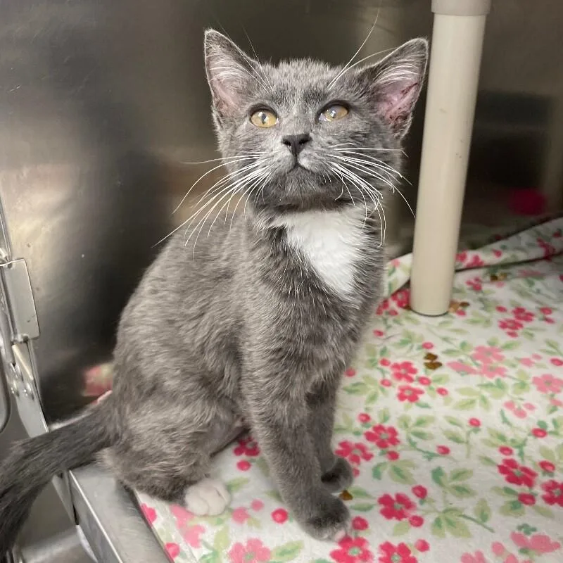 A young medium-sized female Domestic Short Hair cat named Stellalina for adoption in Roanoke, VA