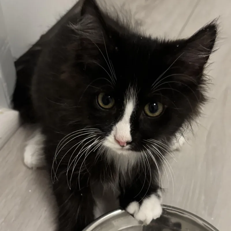 A baby small-sized male Black & White / Tuxedo Domestic Medium Hair cat named Mars for adoption in Renton , WA