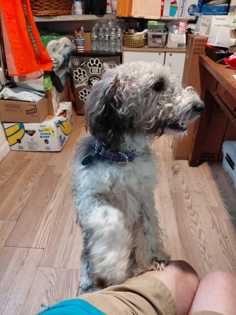 A young small-sized male Gray / Blue / Silver Poodle dog named Hummel for adoption in Millerstown, PA