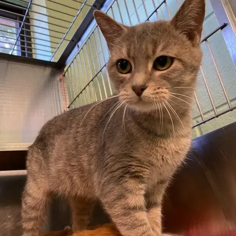 An adult medium-sized female Gray / Blue / Silver Domestic Short Hair cat named Paris for adoption in Dayton, OH
