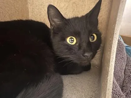 An adult small-sized female Domestic Short Hair cat named Michelle for adoption in Roseville, CA