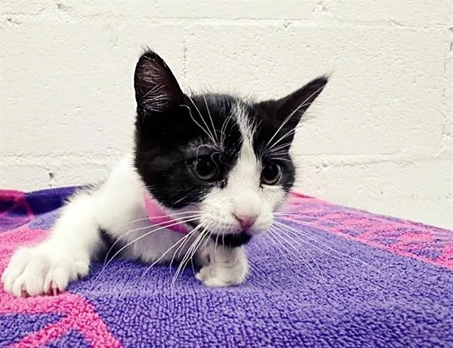 A baby small-sized female Domestic Short Hair cat named Sam for adoption in Saint Louis, MO
