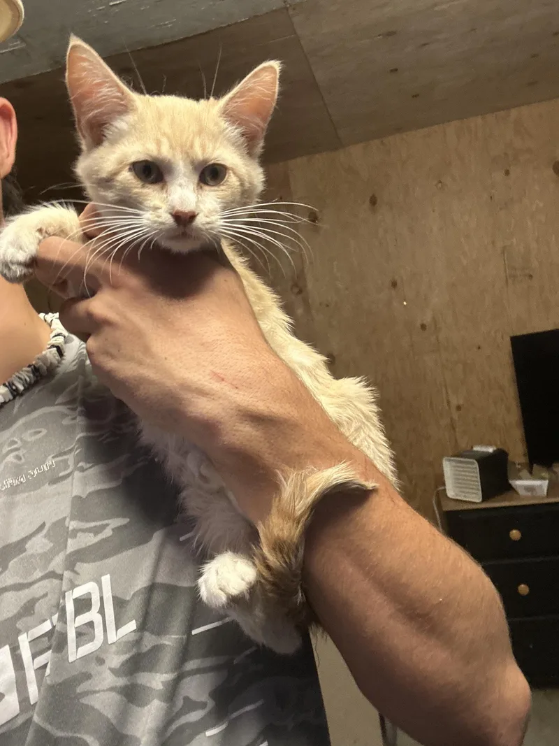 A baby small-sized male Domestic Short Hair cat named Morgan for adoption in Heyburn, ID