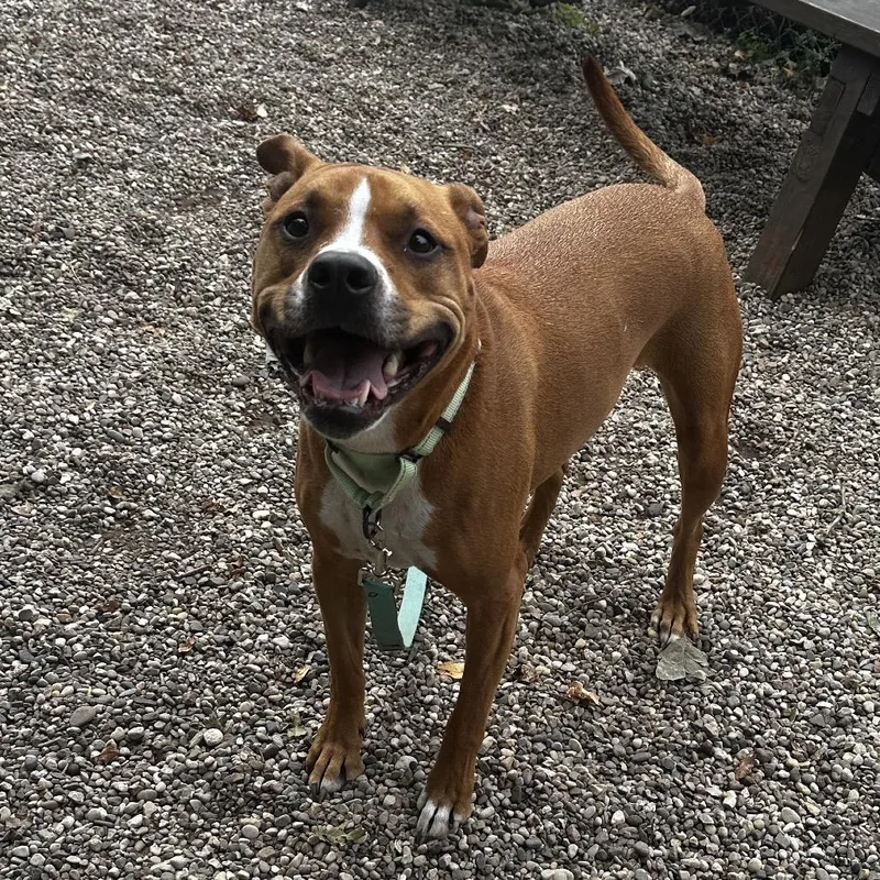 An adult medium-sized female Yellow / Tan / Blond / Fawn Mixed Breed dog named Eevee for adoption in West Olive, MI
