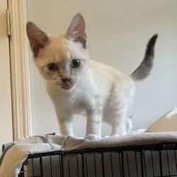 A baby small-sized male American Shorthair cat named Reed for adoption in Danbury, CT