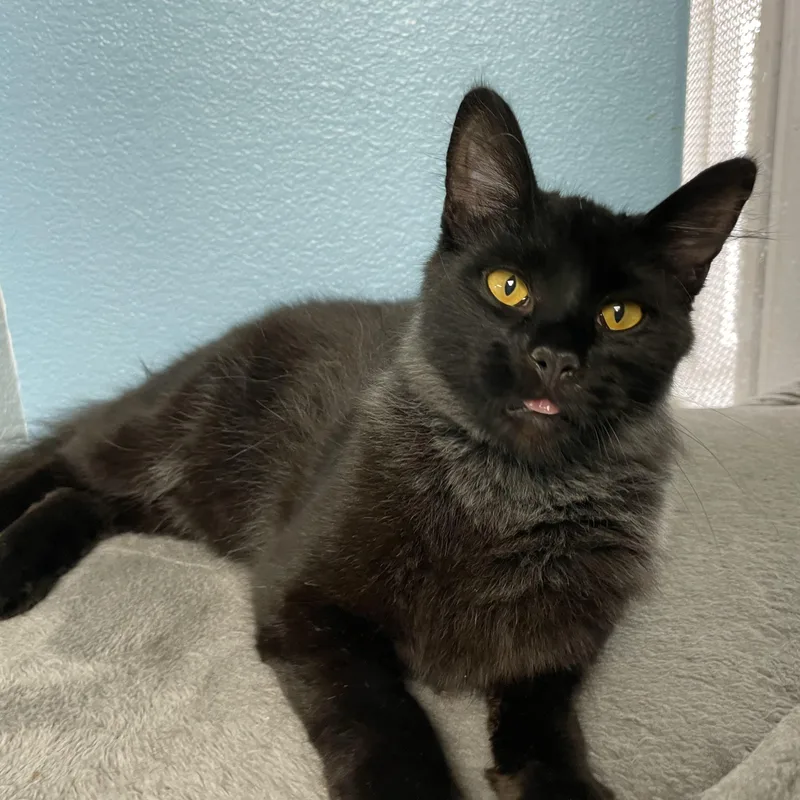 A young medium-sized male Black Domestic Long Hair cat named Louie for adoption in Hollister, CA