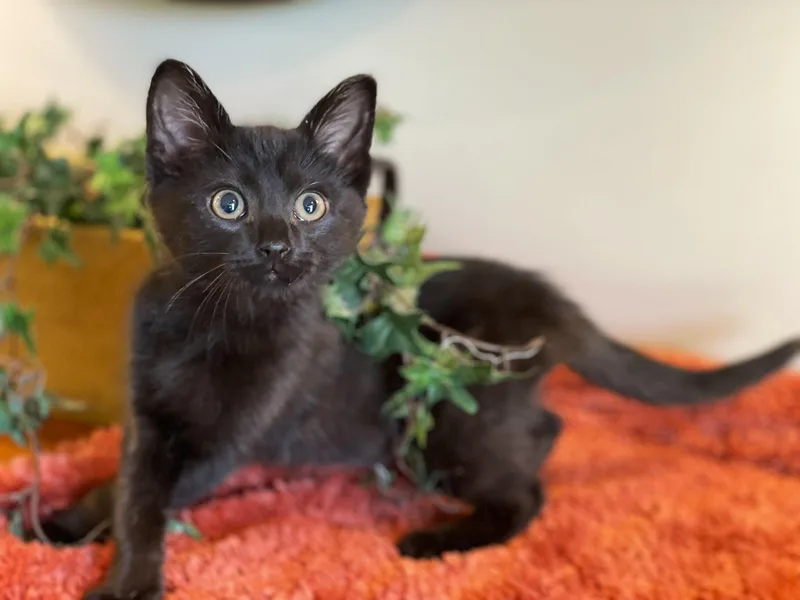 A baby medium-sized male Black Domestic Short Hair cat named Tairn for adoption in Taylor, MI