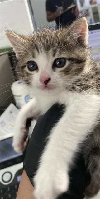 A baby medium-sized male Domestic Short Hair cat named Dipper for adoption in Dallas, TX