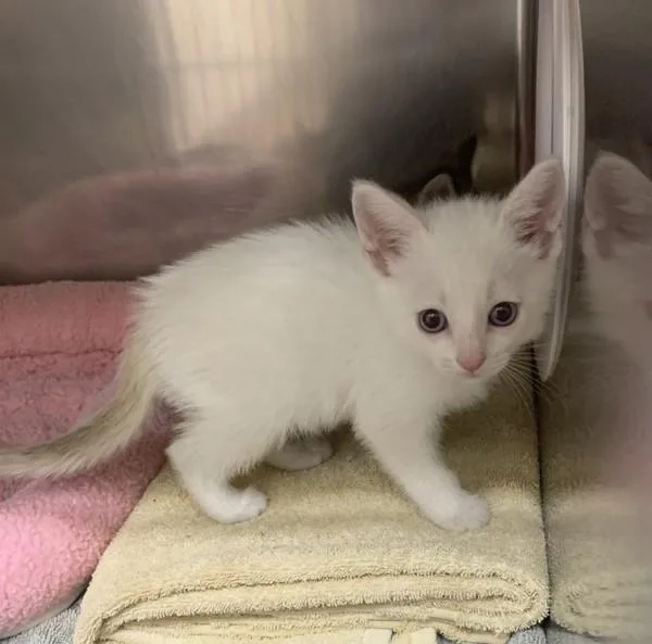 A baby small-sized male Domestic Short Hair cat named Barry Bluejeans for adoption in Santa Rosa, CA