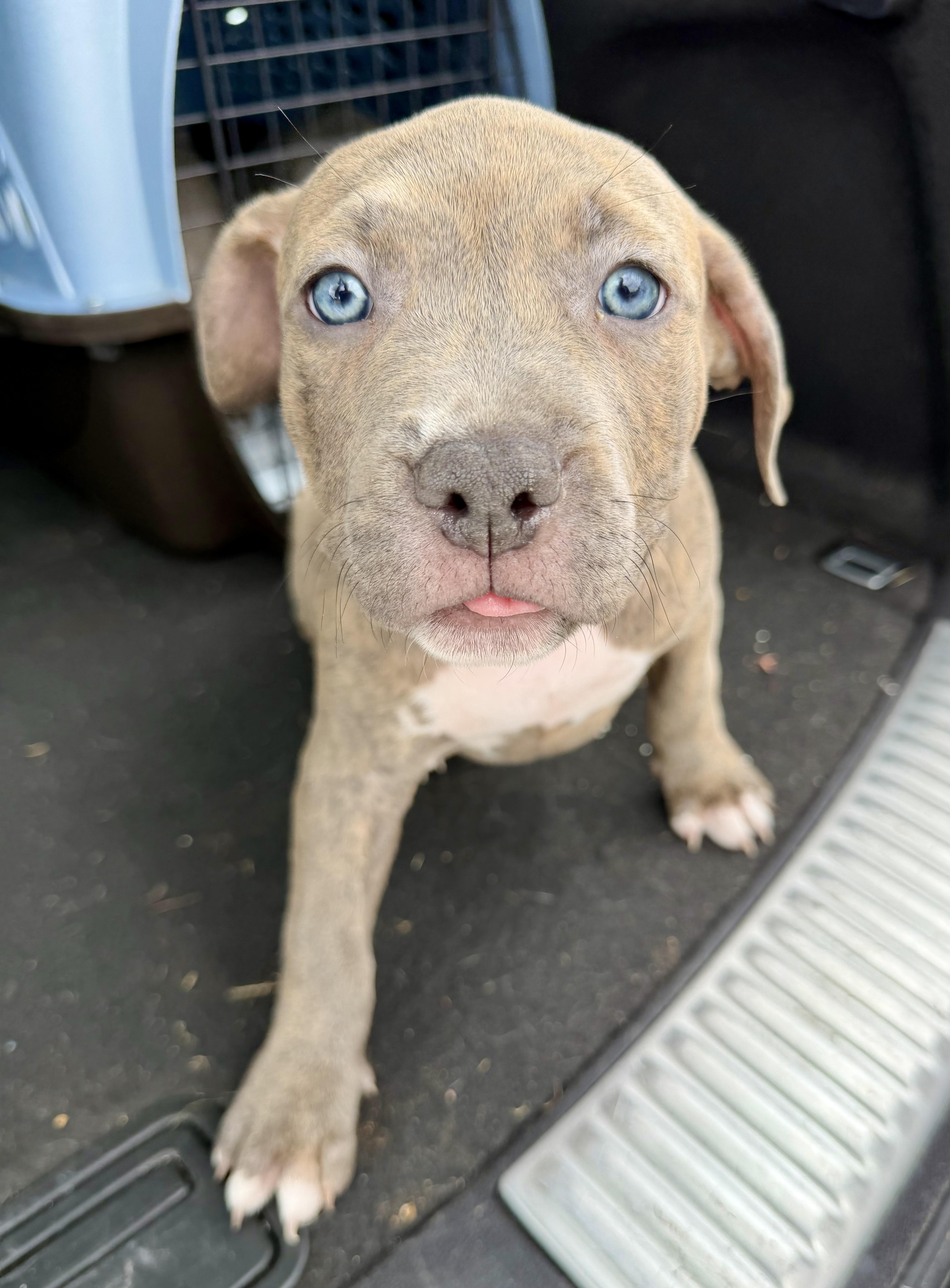 A baby medium-sized male Brown / Chocolate Pit Bull Terrier dog named Chompers for adoption in Lewis Center, OH