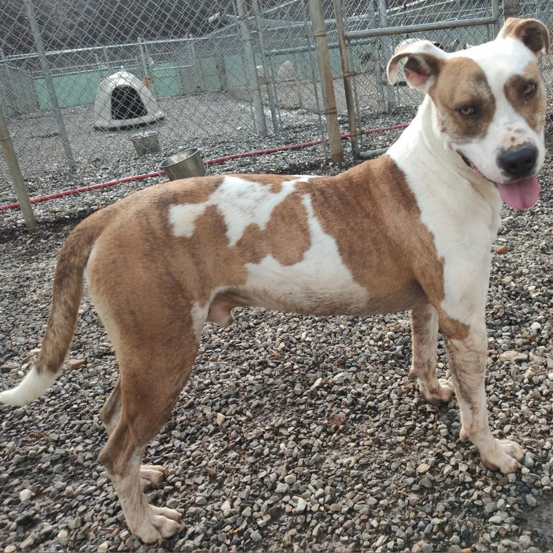An adult medium-sized male Brindle Pit Bull Terrier dog named Padre for adoption in Marble, NC