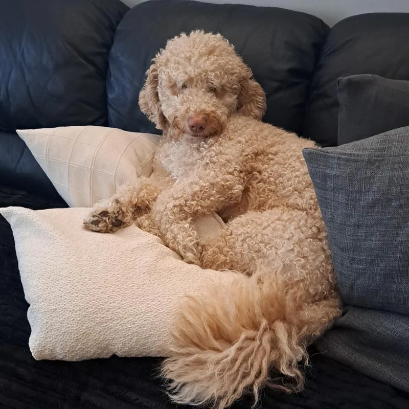 An adult medium-sized male White / Cream Standard Poodle dog named Frankiee for adoption in Loves Park, IL