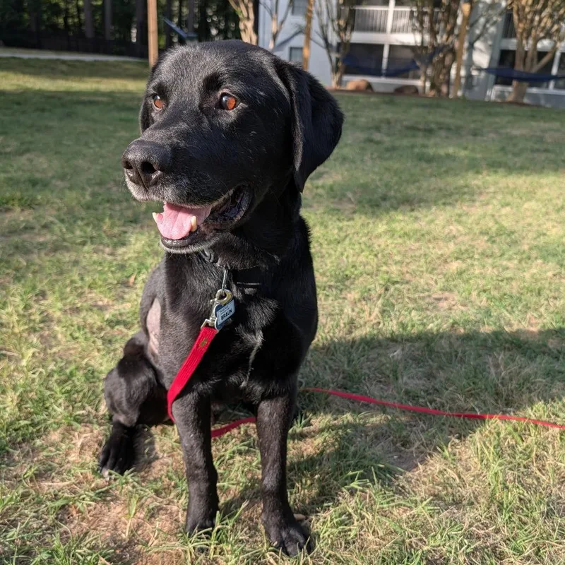 An adult large-sized male Black Labrador Retriever dog named Braun for adoption in Wake Forest, NC