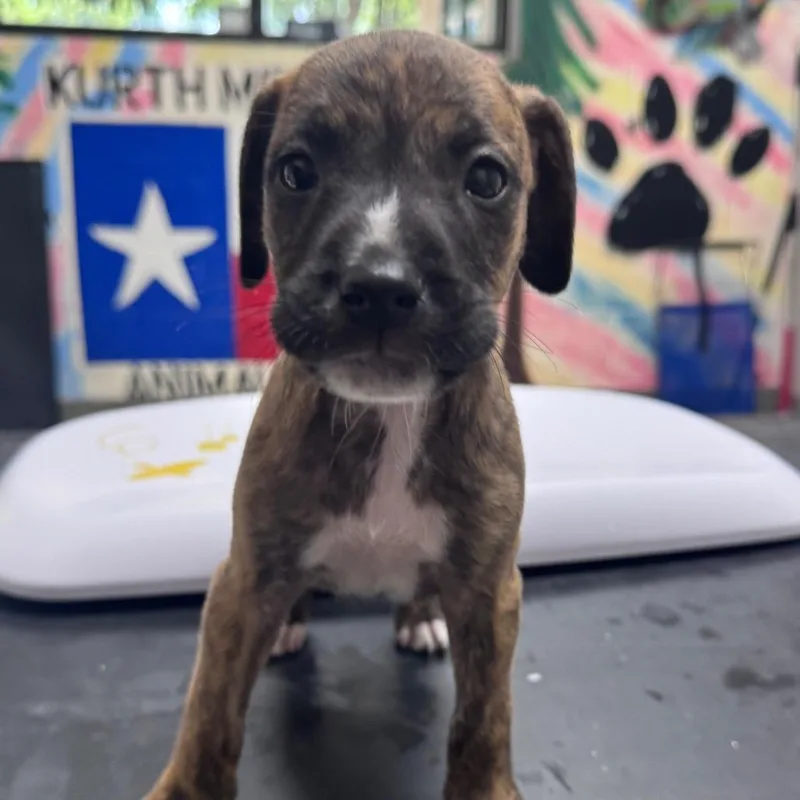 A baby small-sized male Brindle Pit Bull Terrier dog named Dexter for adoption in Lufkin, TX