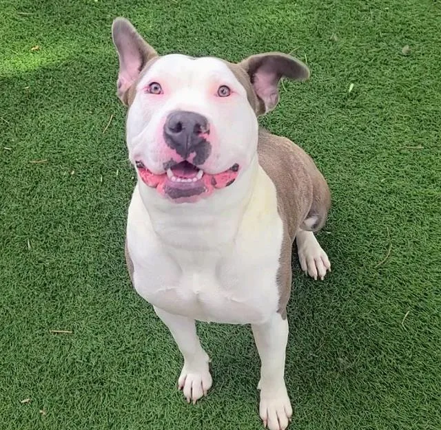 An adult large-sized female Pit Bull Terrier dog named Honey Dijon for adoption in Antioch, CA