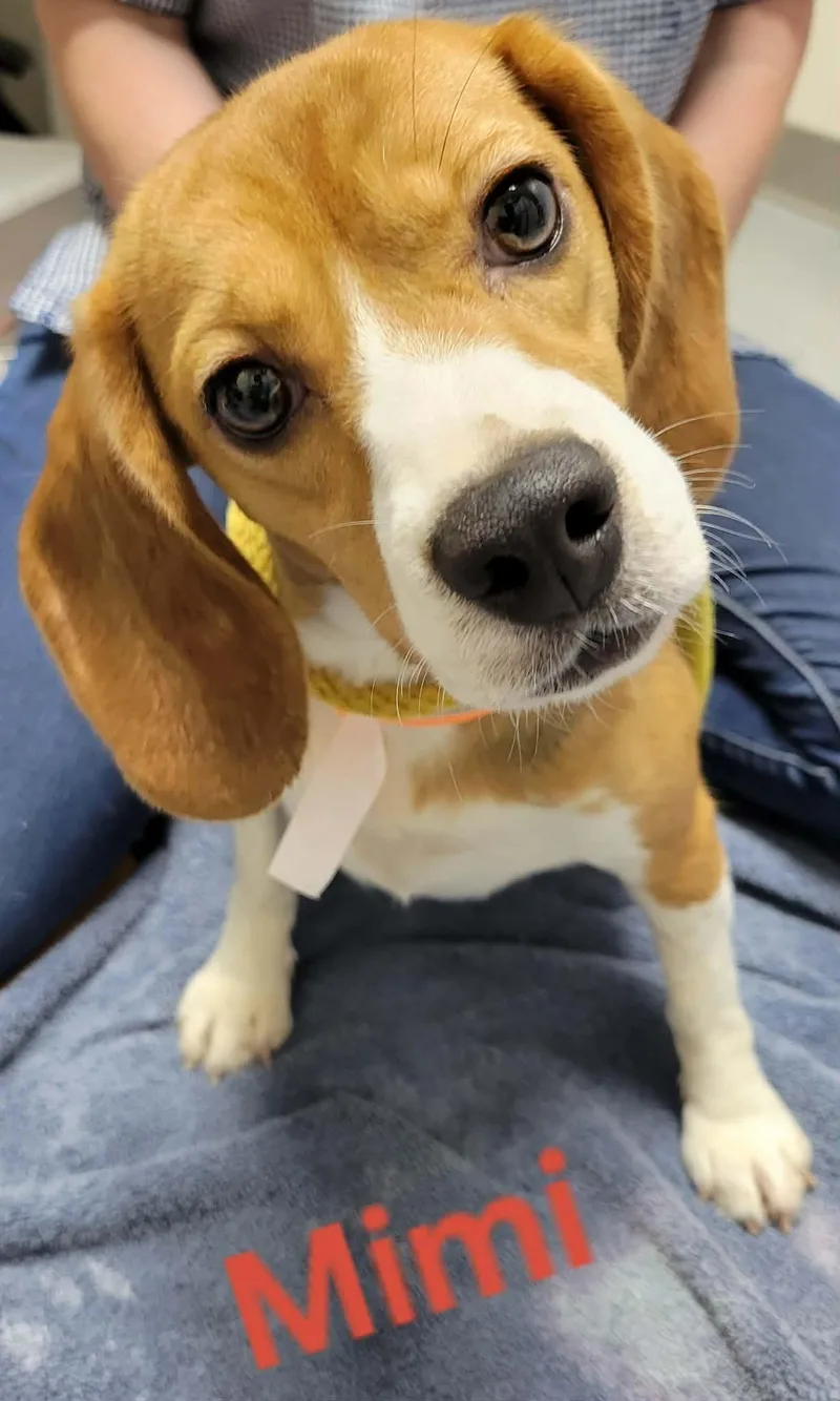 A young small-sized female Tricolor (Brown, Black, & White) Beagle dog named Mimi for adoption in Portage, WI