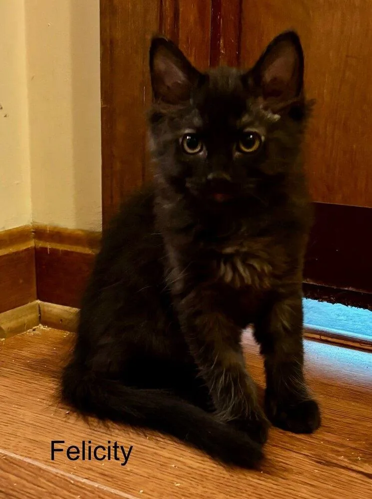 A baby small-sized female Black Domestic Long Hair cat named Felicity for adoption in Louisa, VA