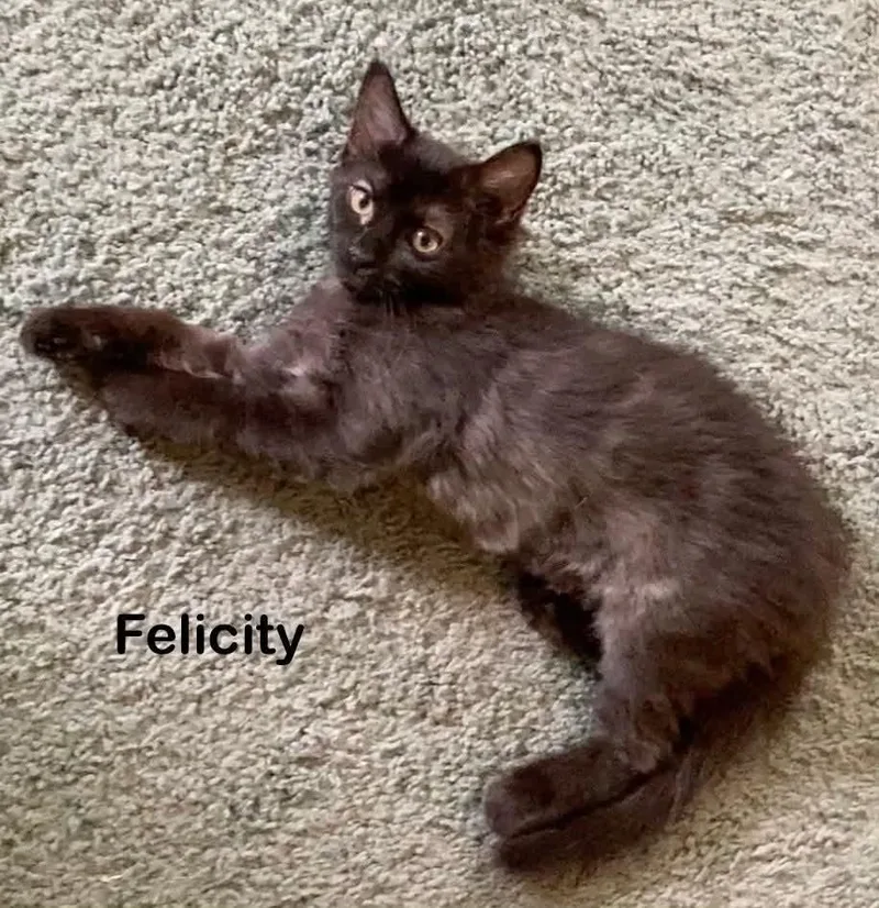 Felicity thumbnail 2