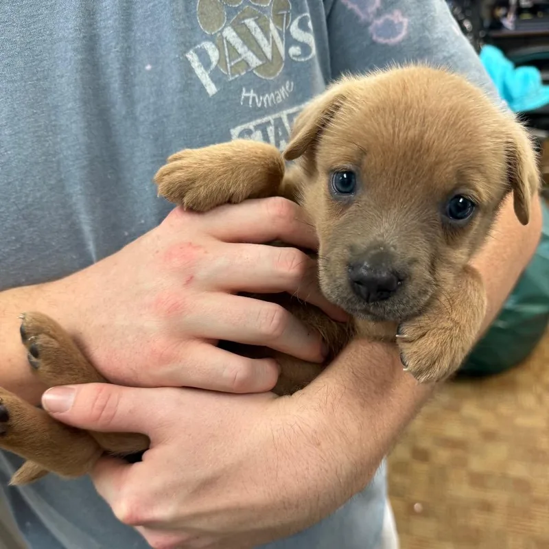 A baby small-sized female Mixed Breed dog named Egg Tamago for adoption in Springboro, OH