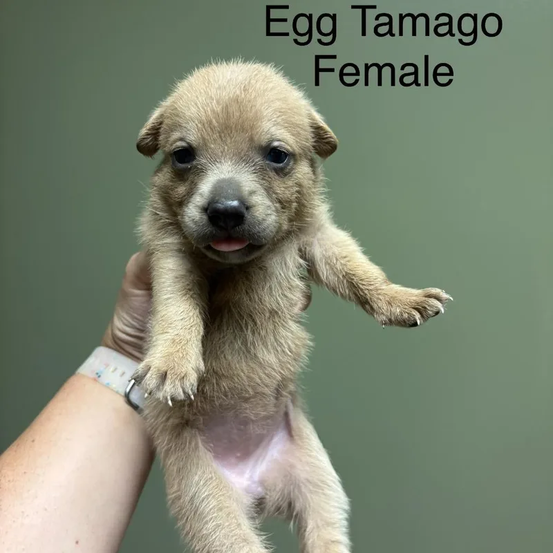 Egg Tamago thumbnail 5