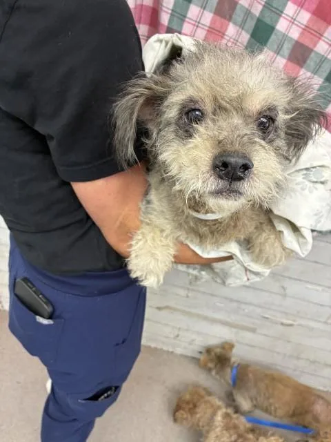 A young small-sized female Maltese dog named Sofia for adoption in San Bernardino, CA