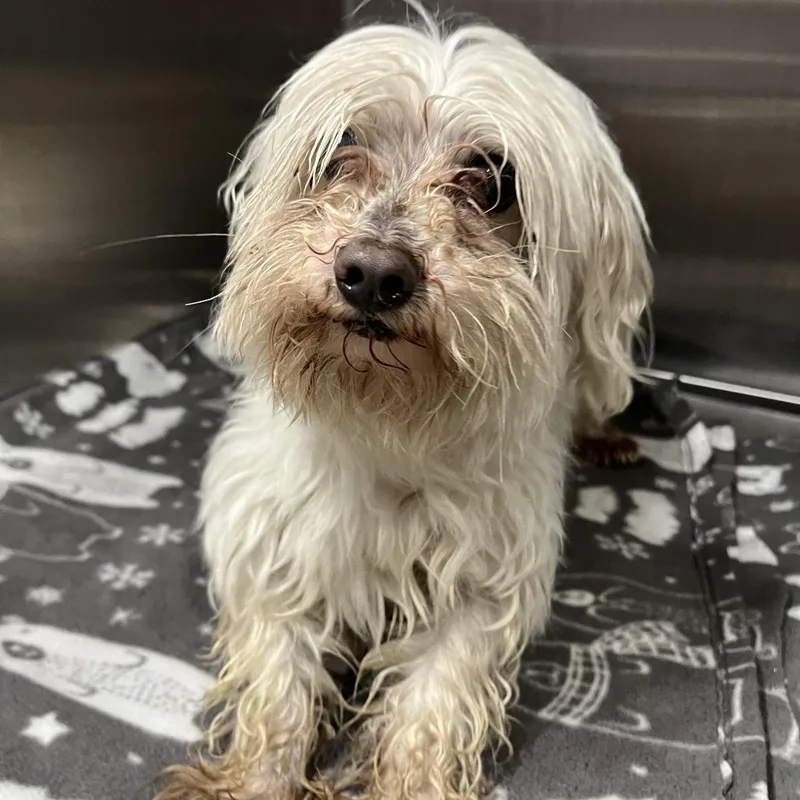A senior small-sized male White / Cream Maltese dog named Casper for adoption in Oak Park, IL