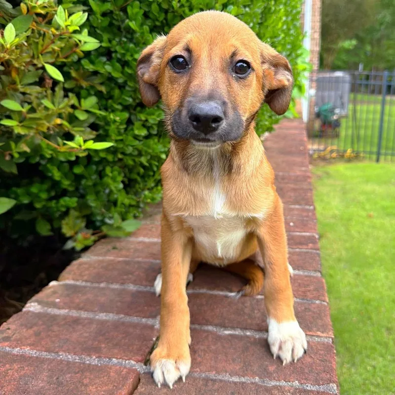 A baby medium-sized female Yellow / Tan / Blond / Fawn Mixed Breed dog named Nasa for adoption in Brownsboro, AL
