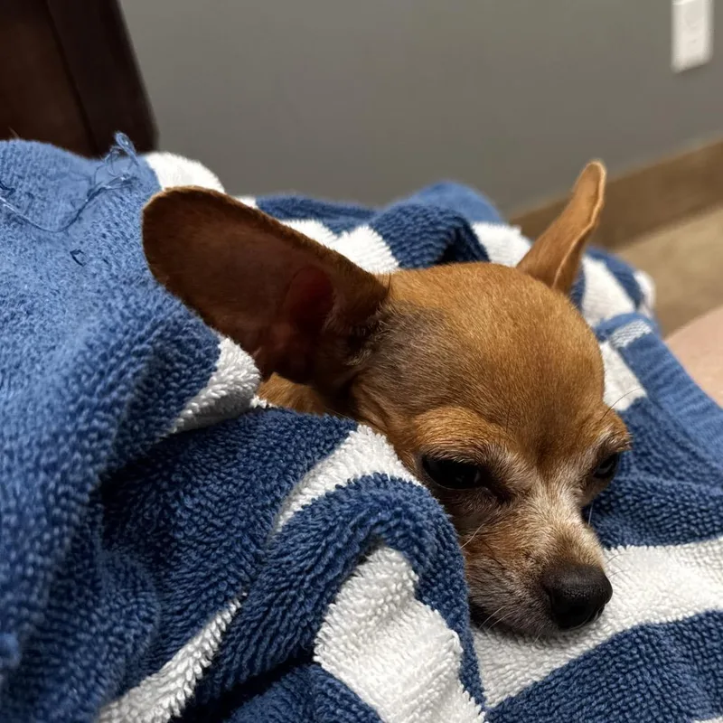 An adult small-sized female Brown / Chocolate Chihuahua dog named Cleo for adoption in Austell, GA