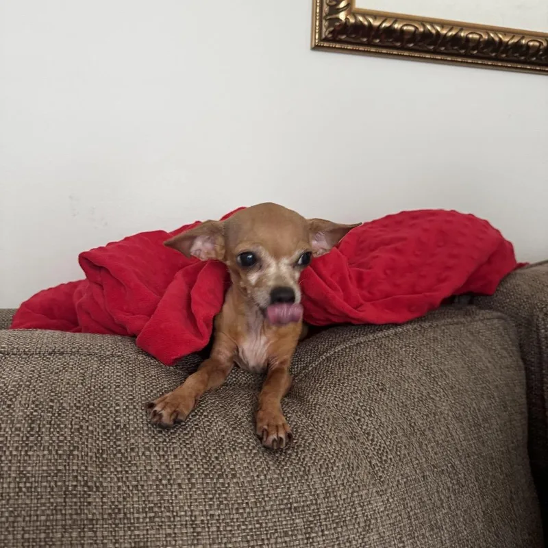 Cleo thumbnail 5