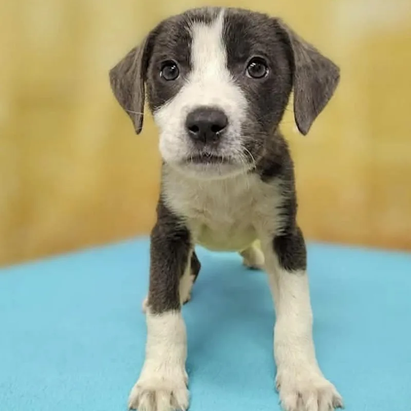 A baby medium-sized male Gray / Blue / Silver Pit Bull Terrier dog named Kairo for adoption in Hamilton , NJ