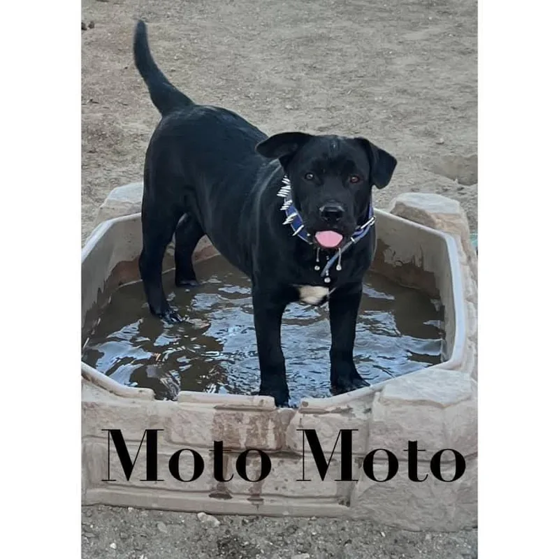 Moto Moto thumbnail 3