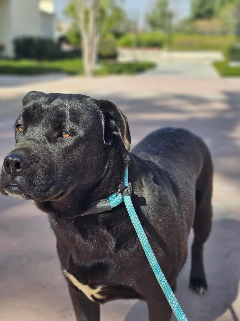 Moto Moto thumbnail 4