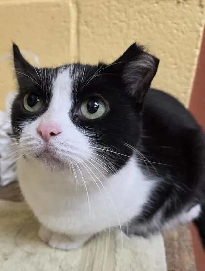 An adult large-sized female Domestic Short Hair cat named Amortentia for adoption in Westland, MI