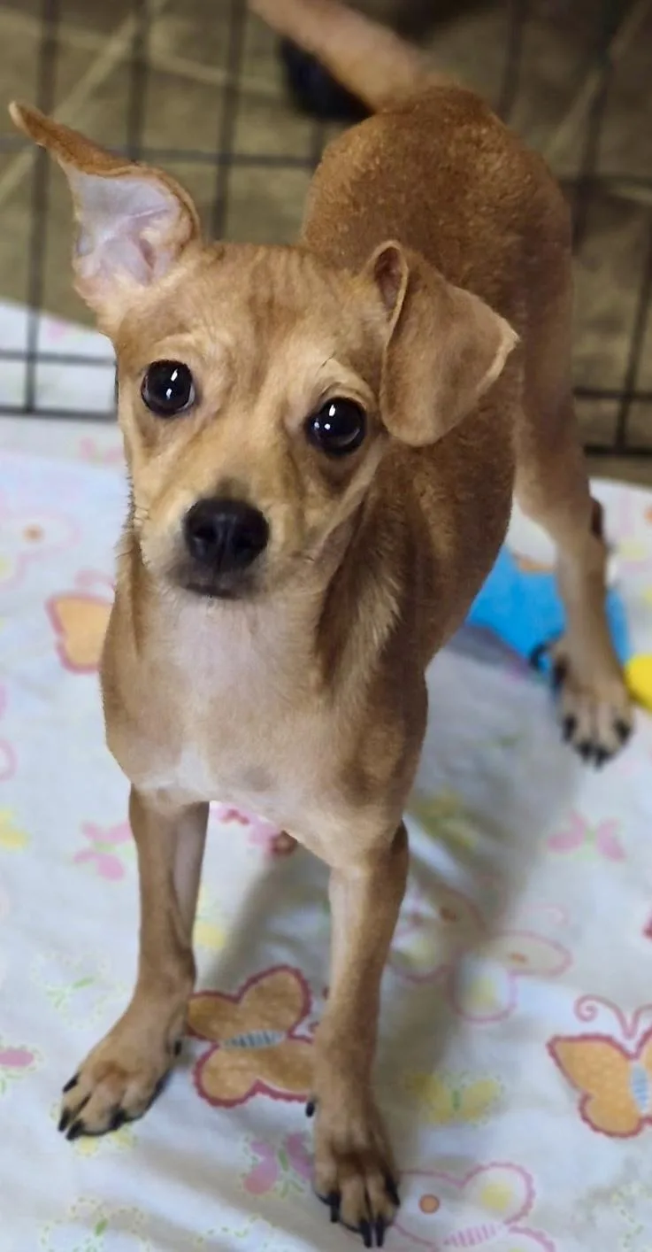 A baby small-sized female Chihuahua dog named Lily for adoption in Los Angeles, CA