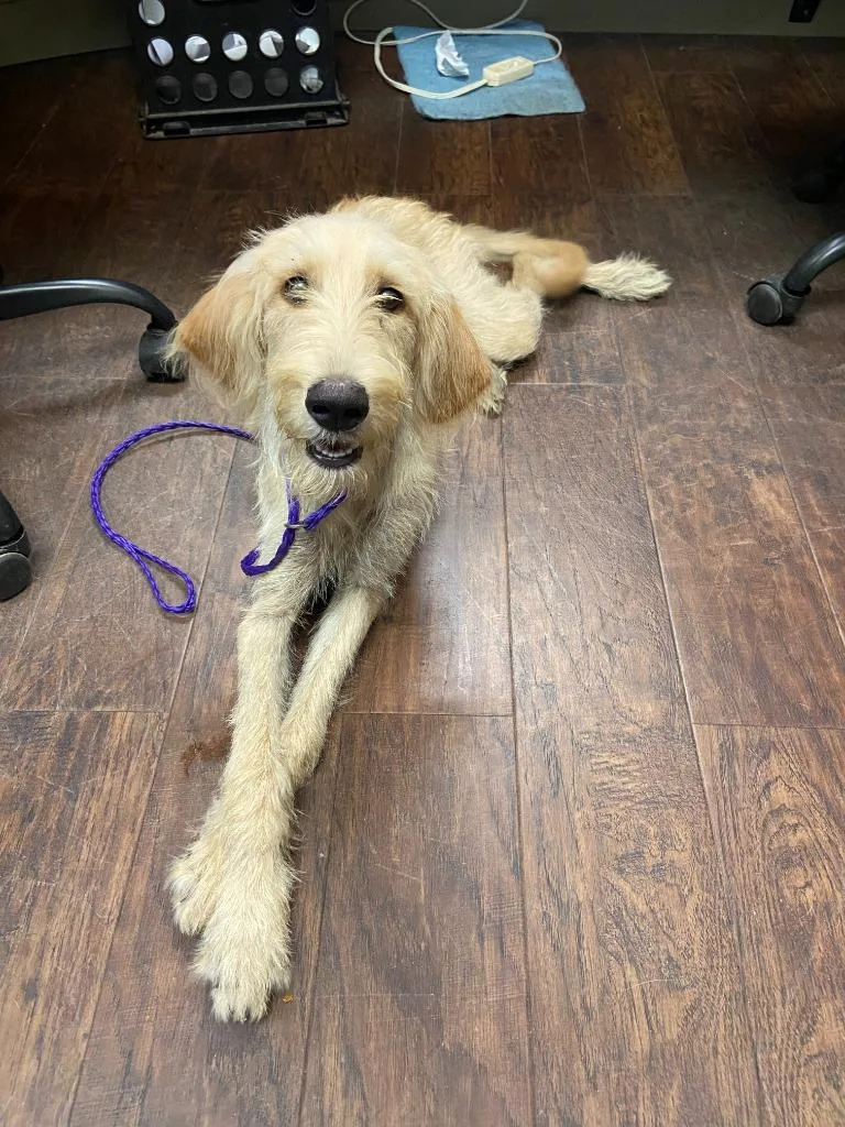 A baby medium-sized female Hound dog named Dog Kennel for adoption in Greenville, TX