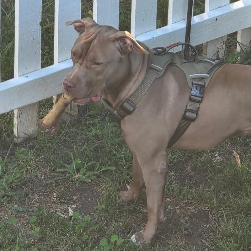 An adult large-sized male Brown / Chocolate Terrier dog named Jd Beavis for adoption in Flintstone, MD