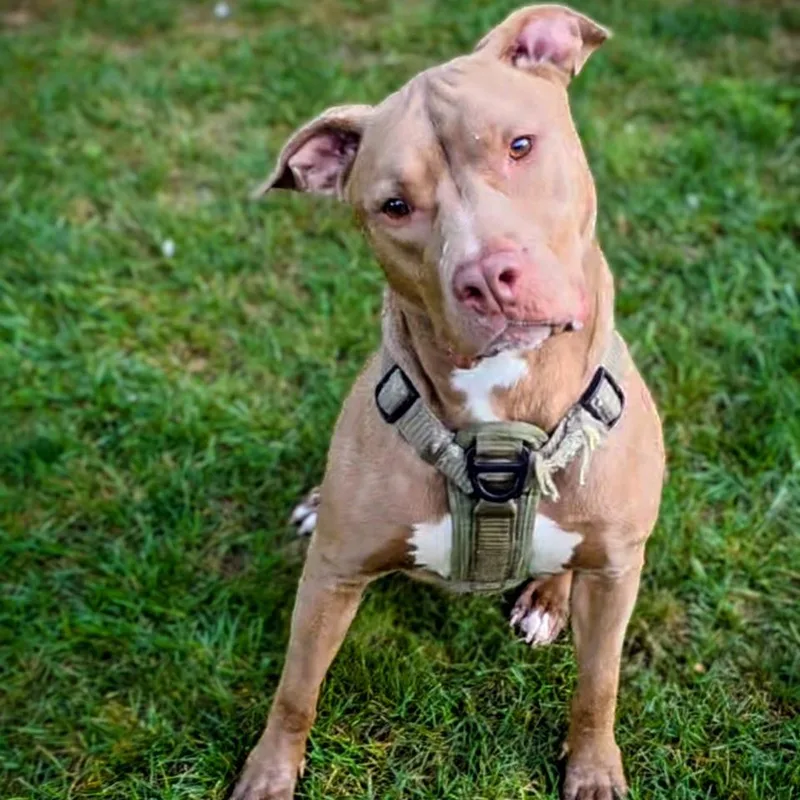 Jd Beavis thumbnail 3