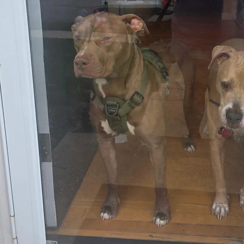 Jd Beavis thumbnail 4