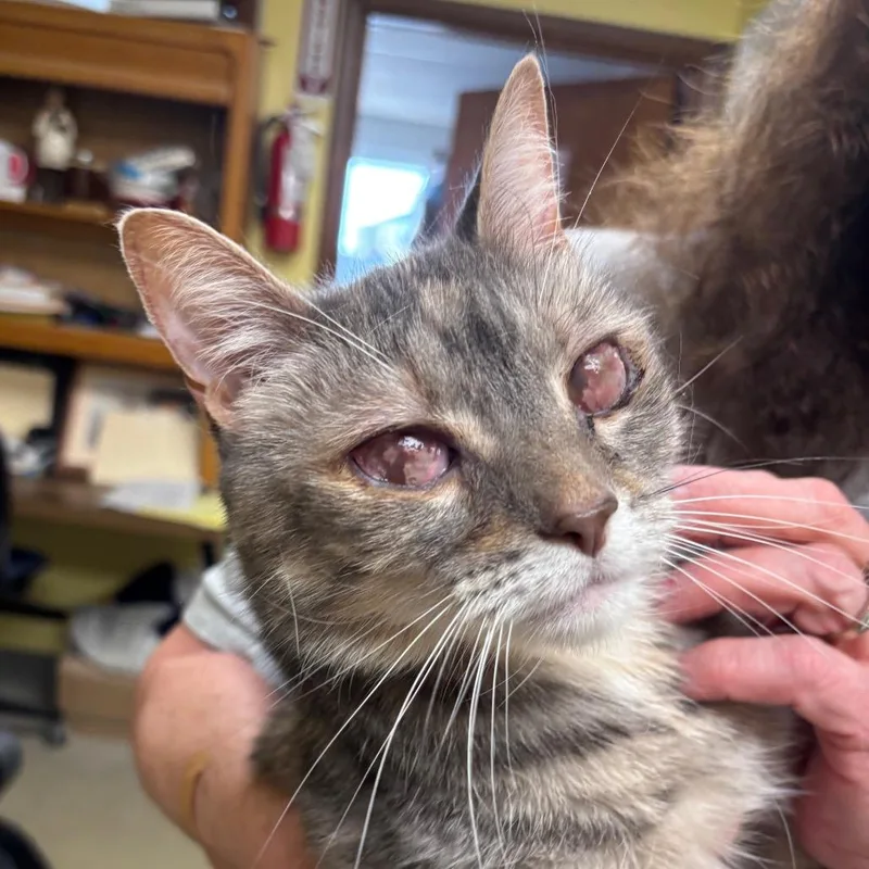 An adult medium-sized female Tortoiseshell Domestic Short Hair cat named Tot for adoption in Hamburg, NY