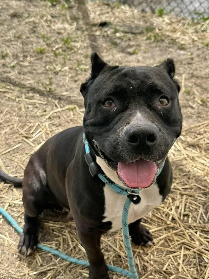 An adult medium-sized female Black Pit Bull Terrier dog named Ziva for adoption in Chicago, IL